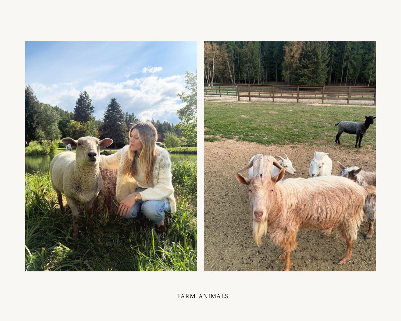 Farm animals