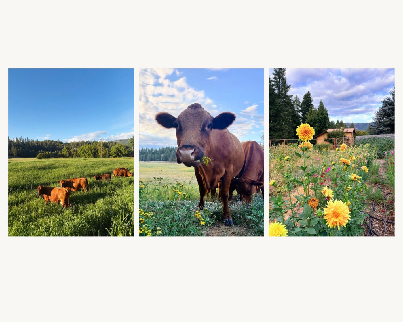 Cattle in the pasture; the garden