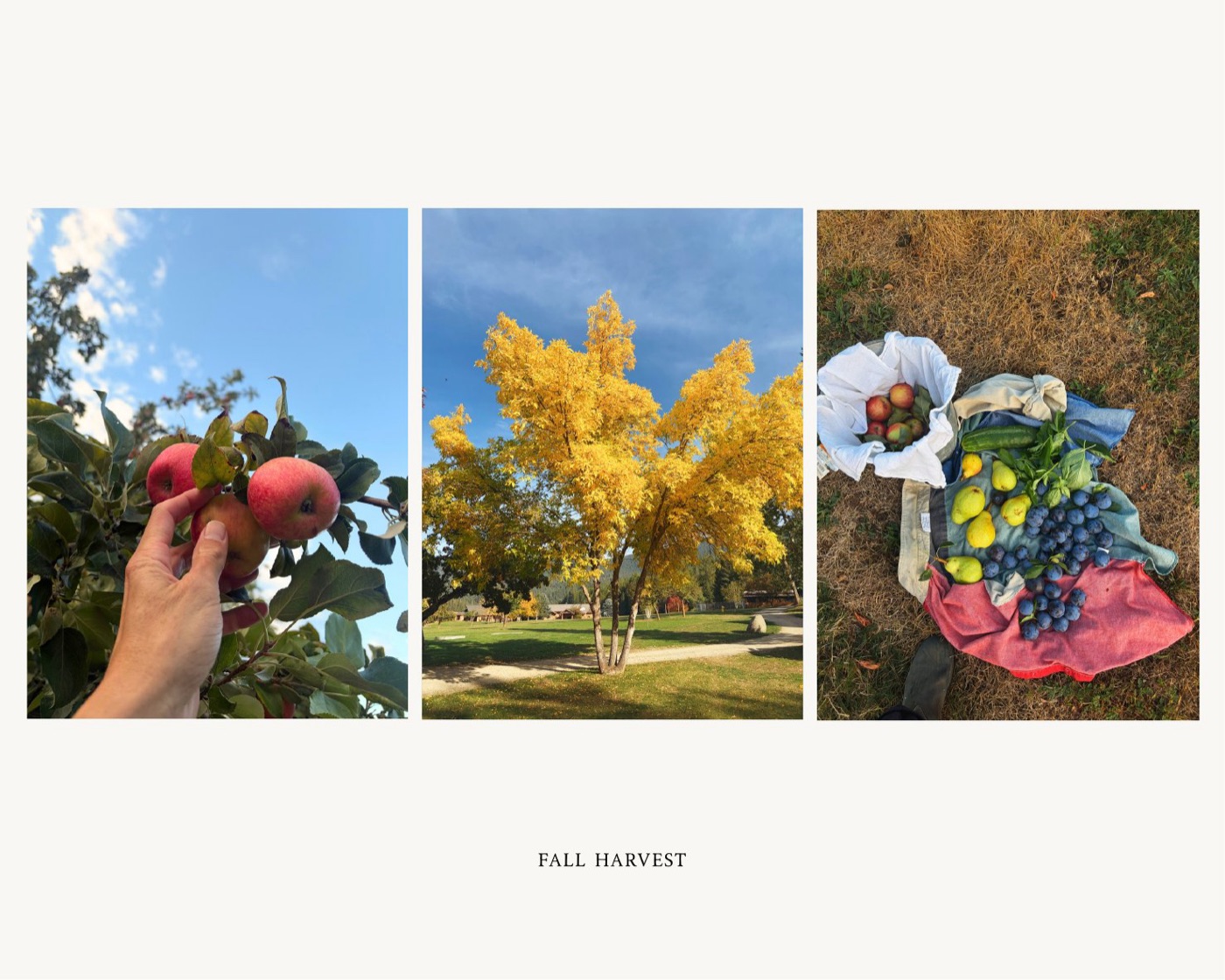 Fall harvest