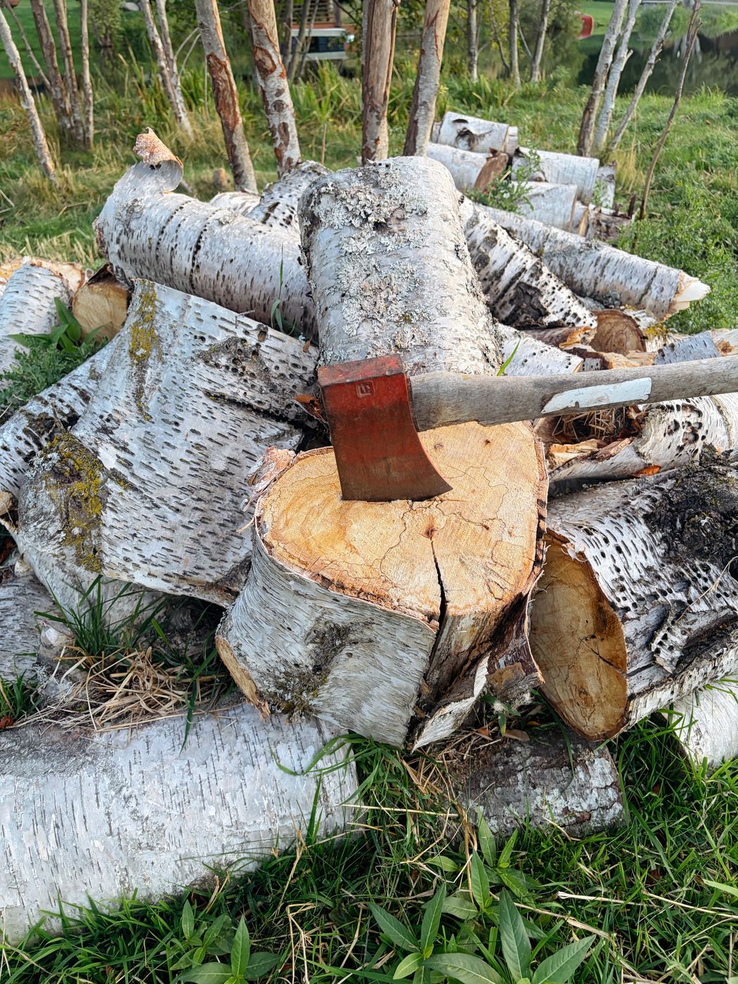 Split birch firewood with an axe set in the chopping block