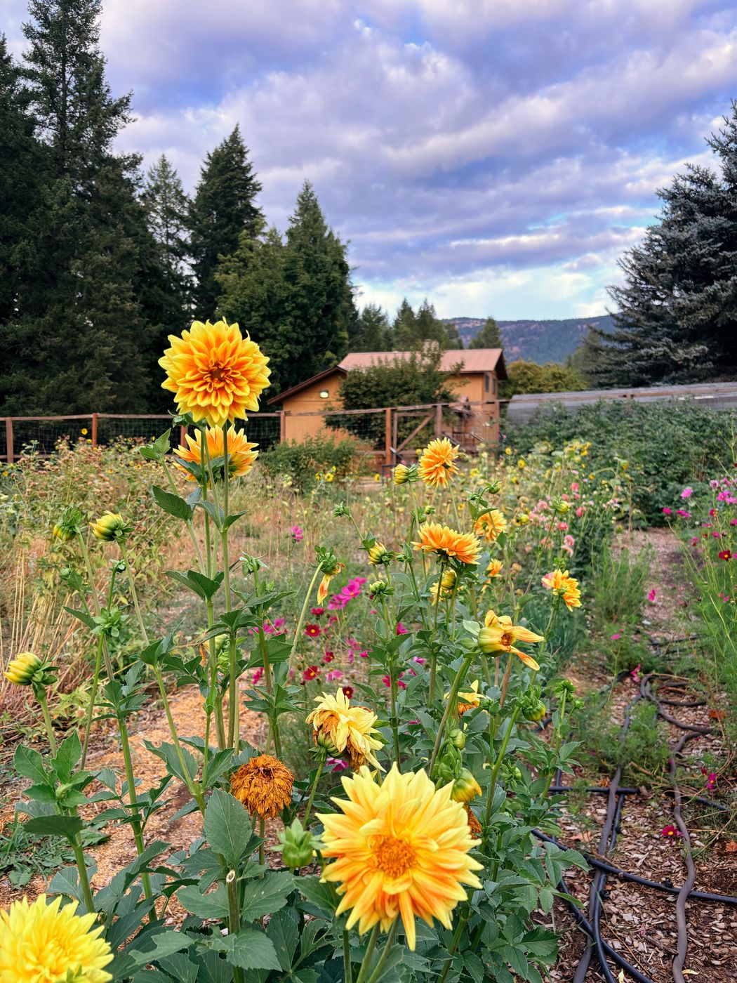 Yellow dahlias in the garden with the shed behind