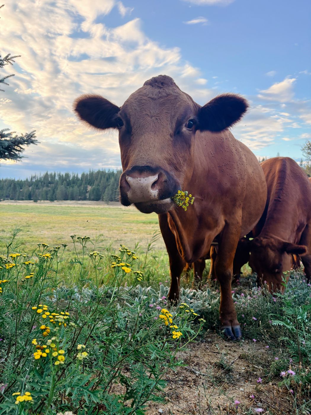 One of the cows, close up, with a mouthful of yellow flowers