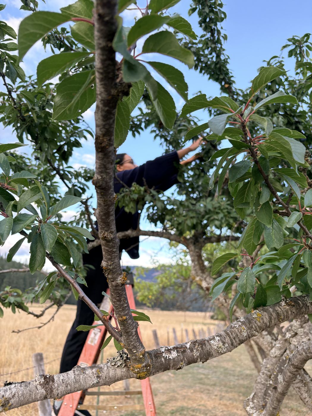 Picking fruit from the top of a ladder in the orchard