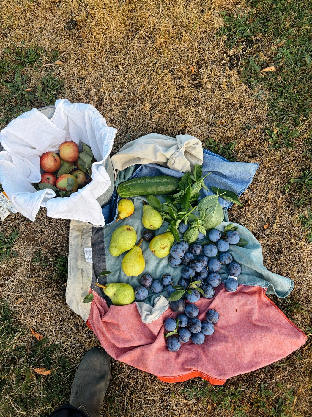 Apples, pears, plums and a cucumber laid out on a cloth in the grass