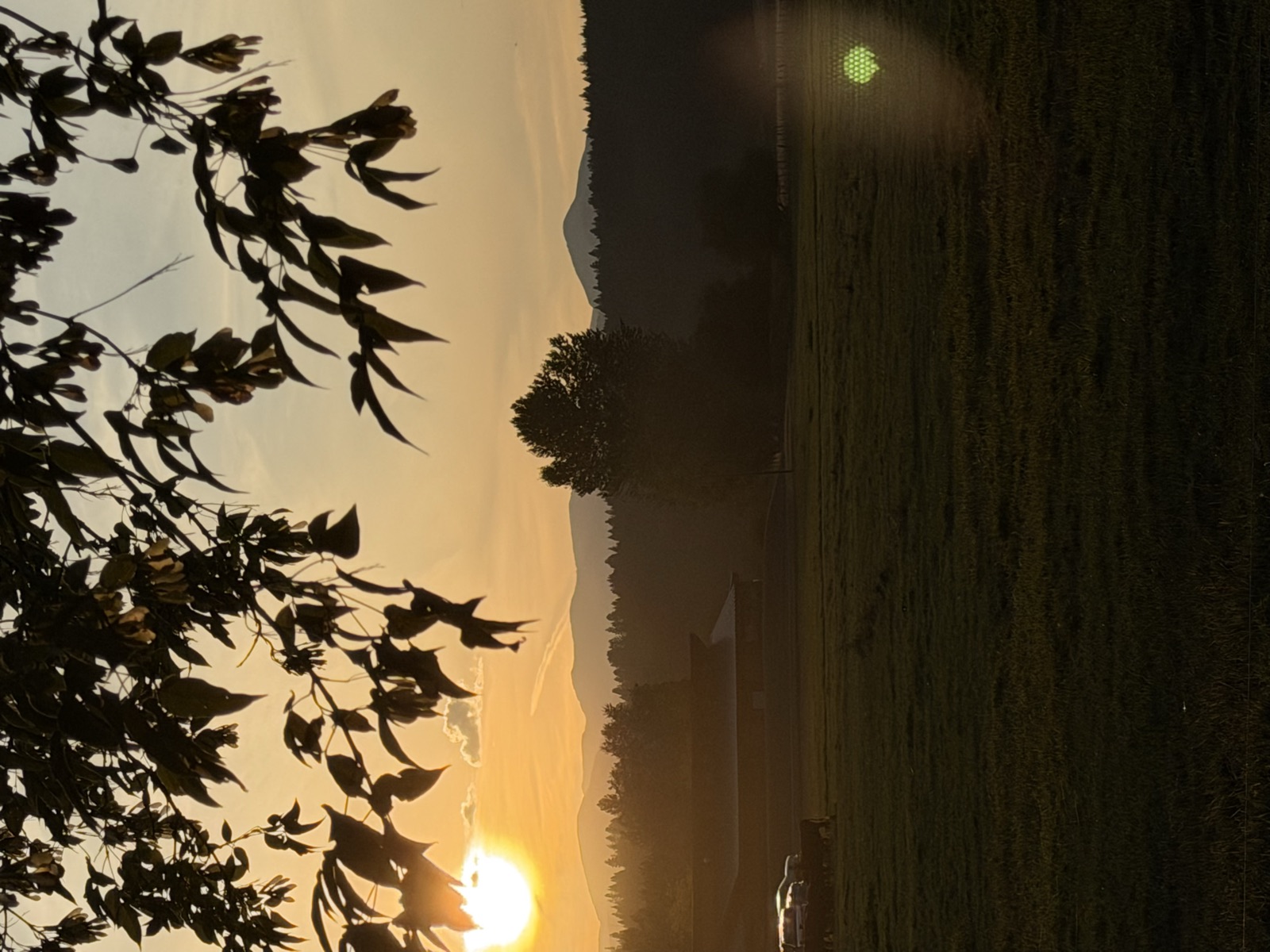 Sunset over the pasture, leaves in the foreground