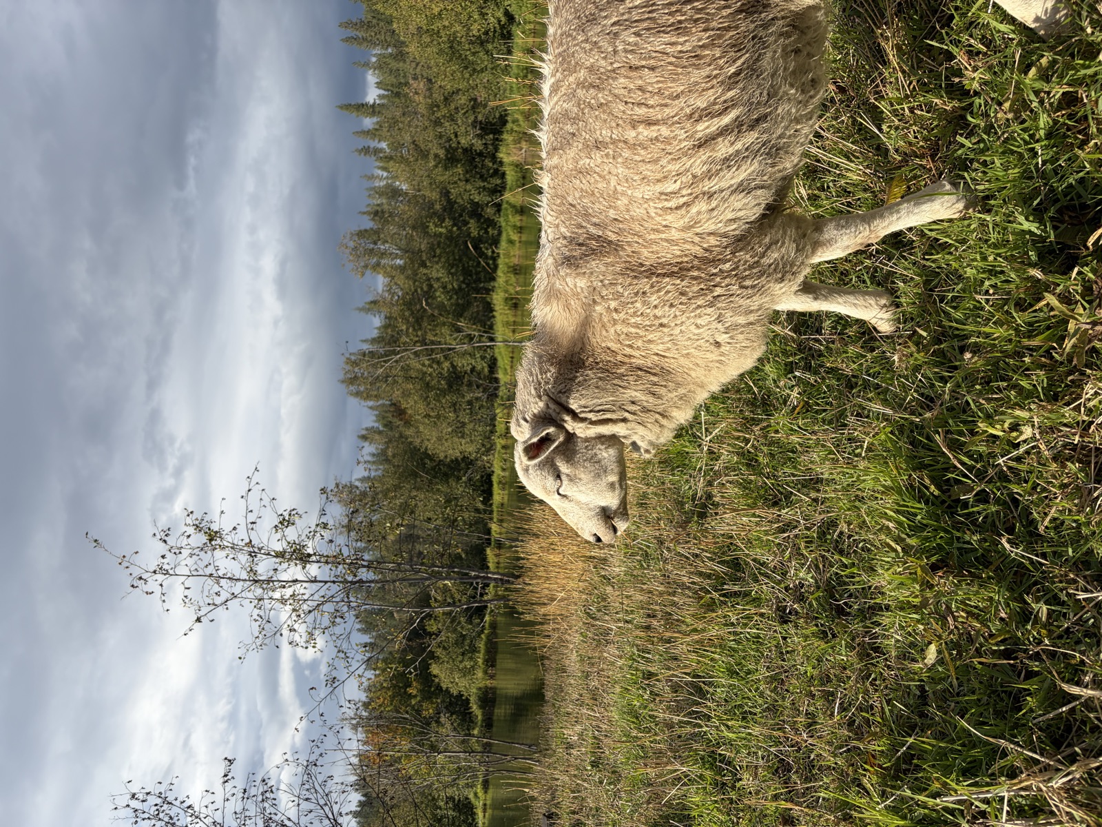 A sheep by the pond under a stormy sky