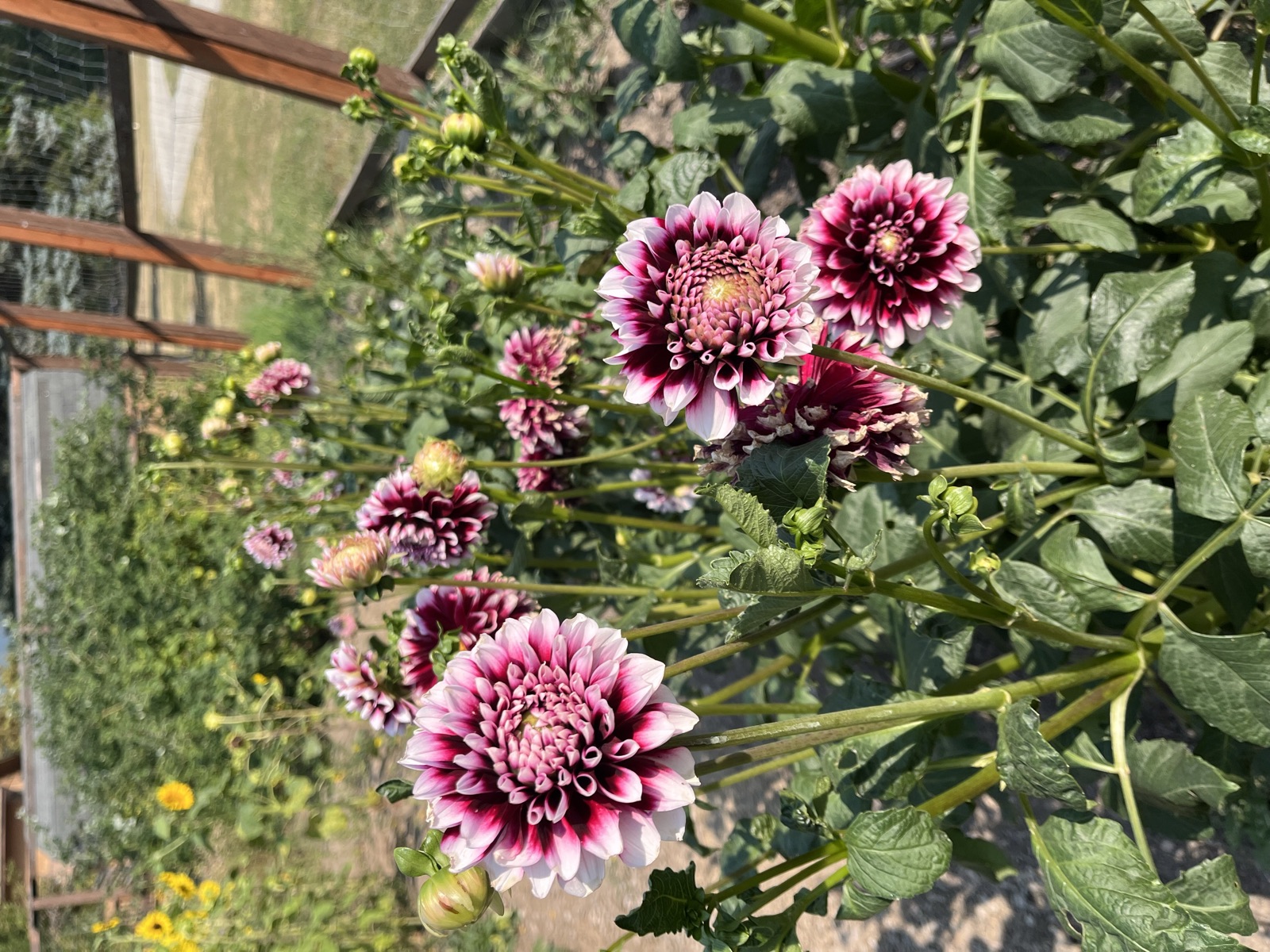 Purple and white dahlias in the garden