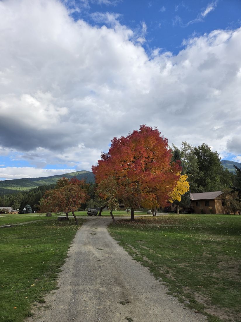 A red maple over the gravel drive, clouds breaking