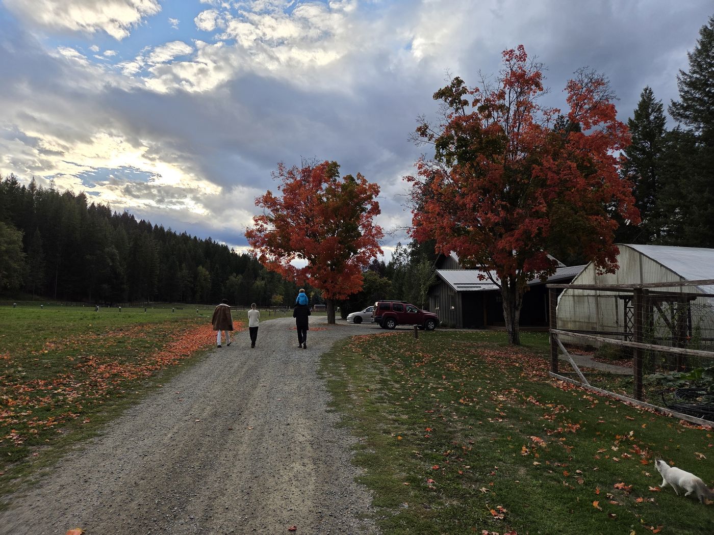 Walking the gravel road under two red maples, the greenhouse on the right