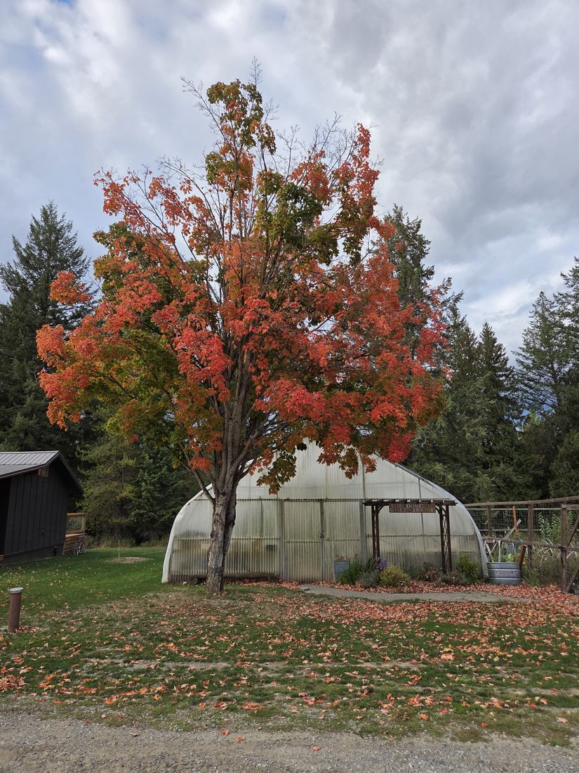 A red maple beside the greenhouse, leaves on the ground
