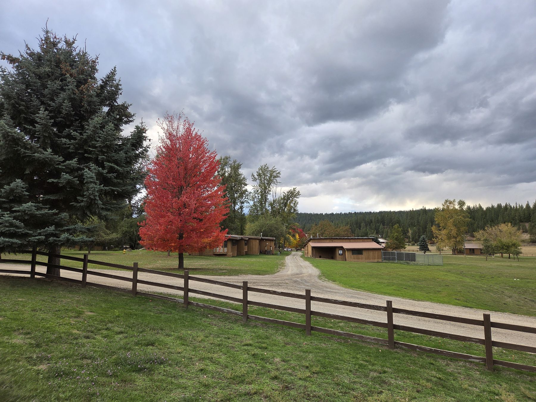 A red maple in full color by the fence line, the drive and buildings beyond