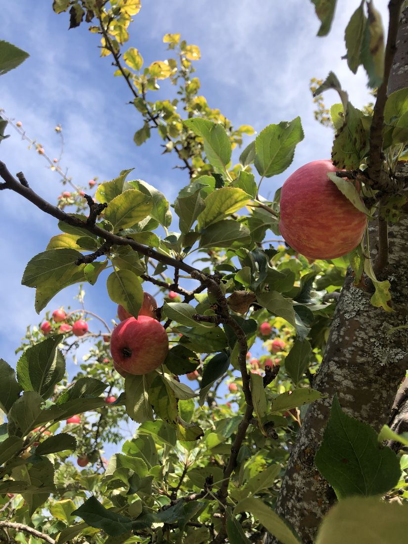 Apples on the branch against the sky