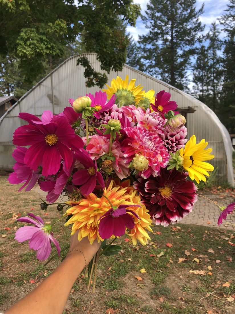 A bouquet of dahlias held up by the greenhouse