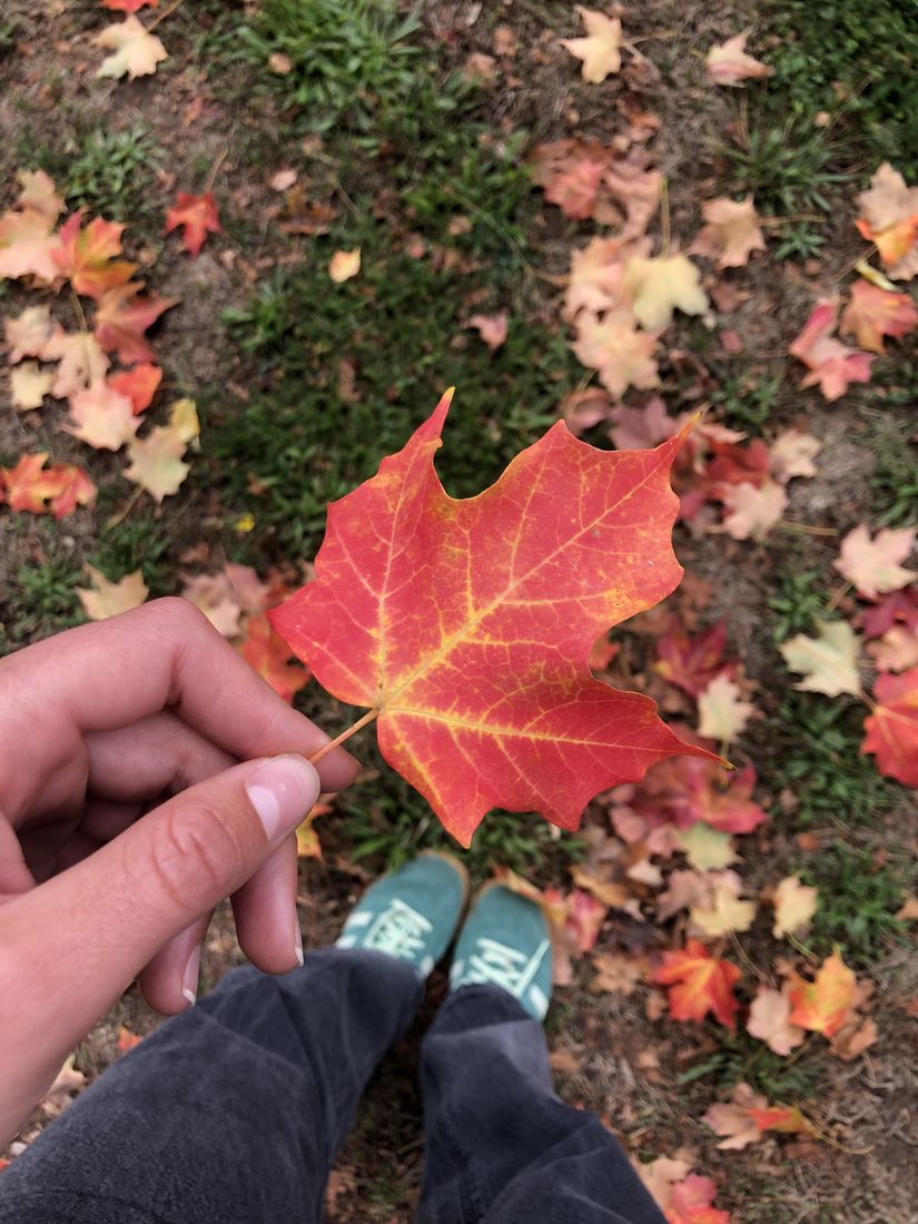 A red maple leaf held over the fallen leaves