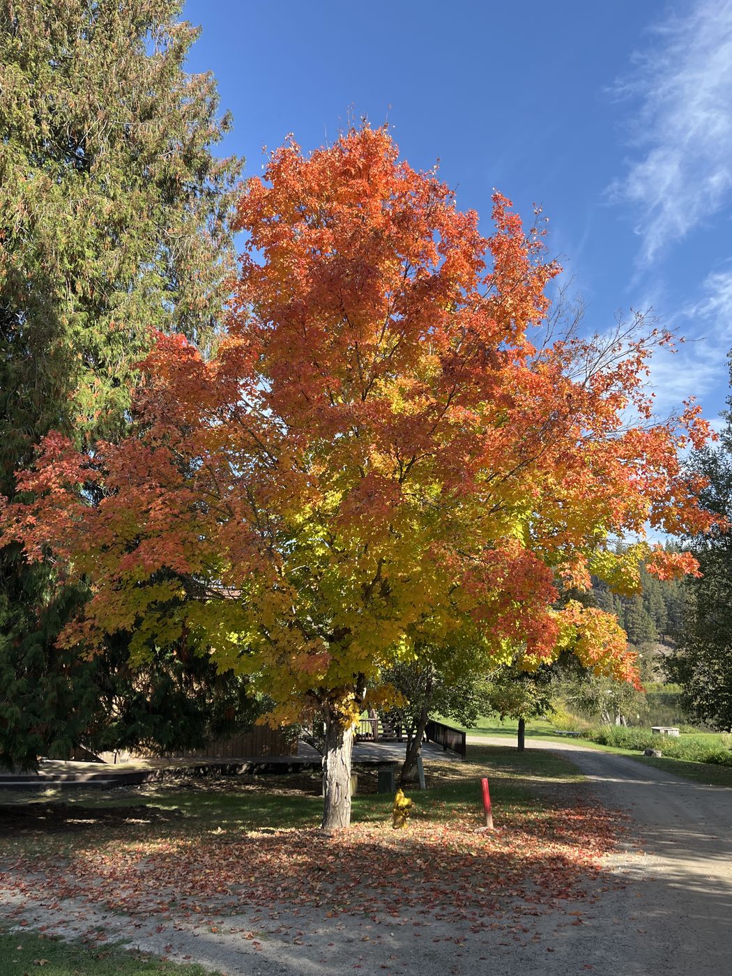 A tree in full orange and red fall color