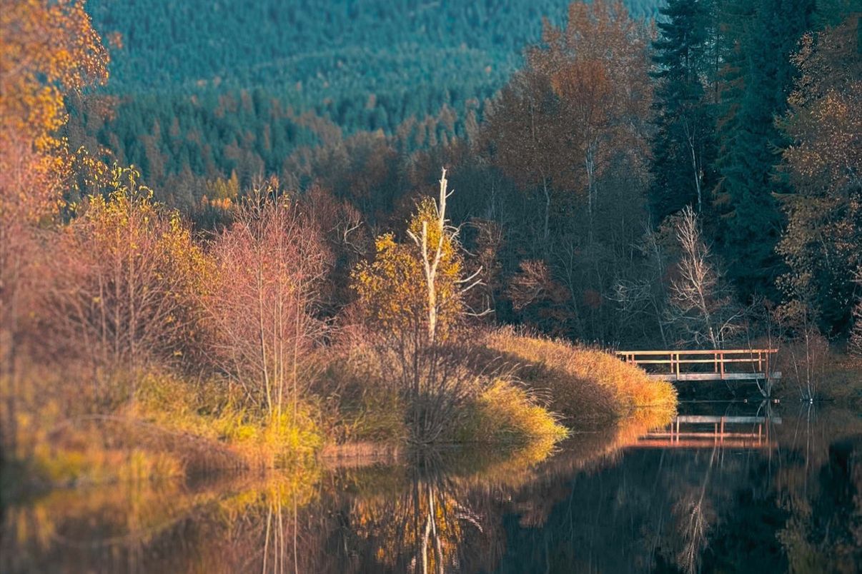The pond in fall color, the footbridge at the far end