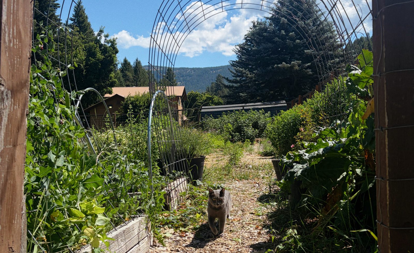 The kitchen garden at Boulder Creek, looking through the trellis arch toward the mountains