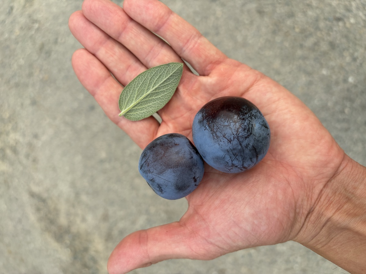 Two dark plums and a sage leaf held in an open hand